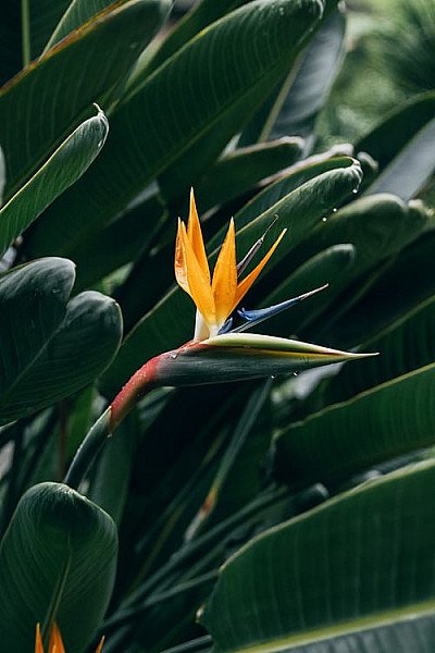 Foto van paradijsvogel