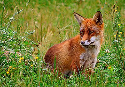 Foto van De kleine sluwe vos